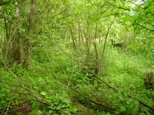 3553850388_6288a3c297_o