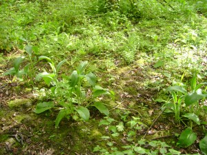 3553854918_07b0ee3f48_o