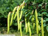 copyImage-11354787202549_387_375