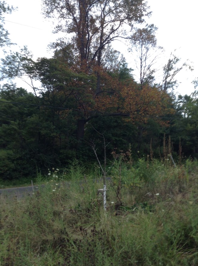 Trees seldom turn colors - let alone lose their leaves around here -in August. The tulip poplars and my sweet cherries in particular are turning color and losing leaves while other plants seem to be alright.