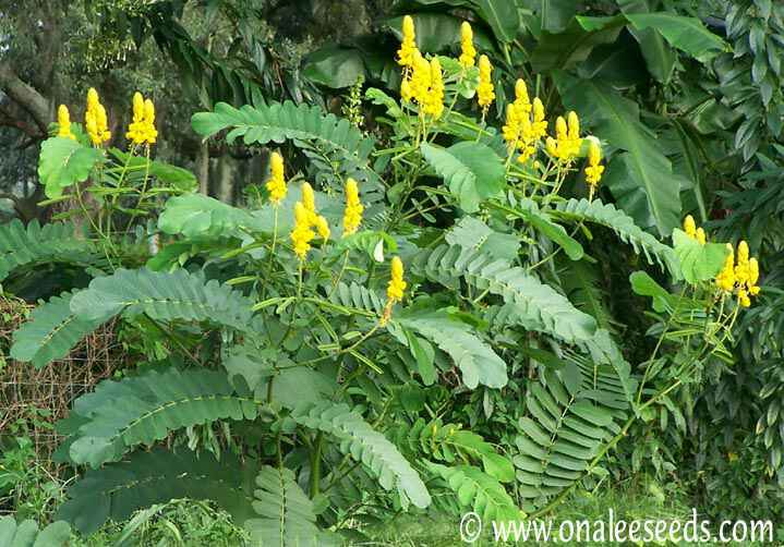 3704761723380copyImage