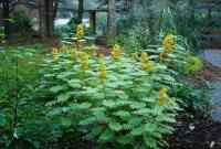 3706051633546copyImage