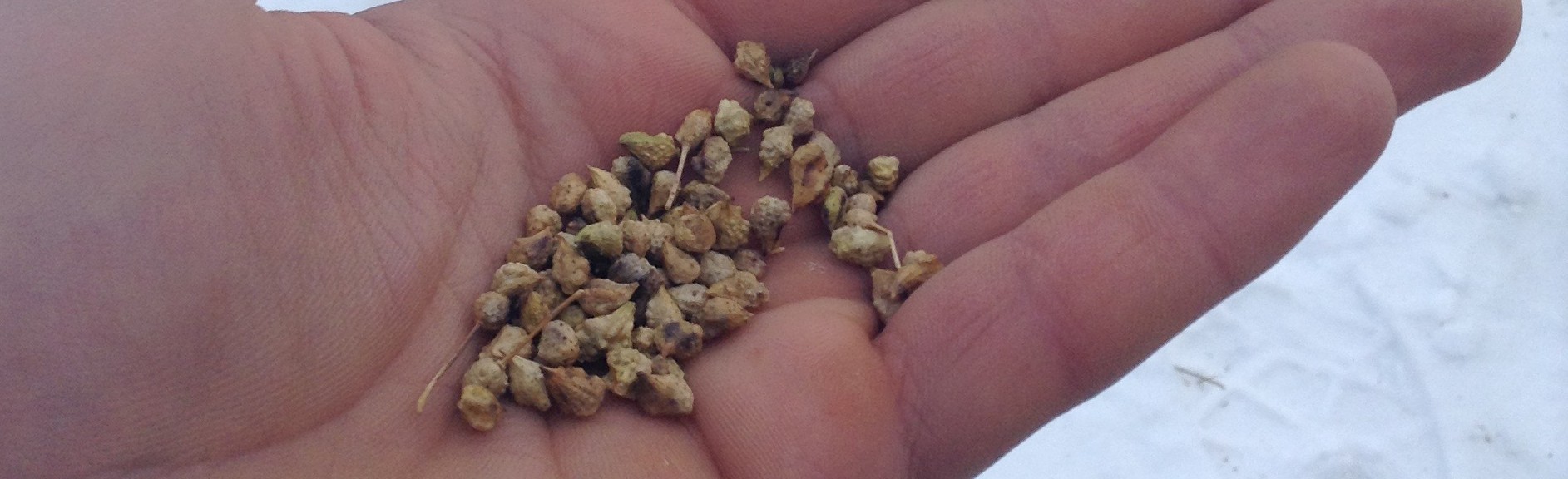 Turkish rocket seed.