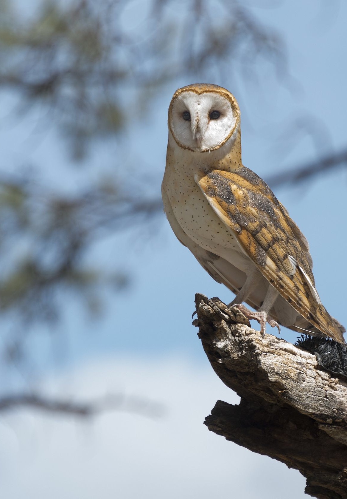 19124919 - barn owl perched on a tree stump