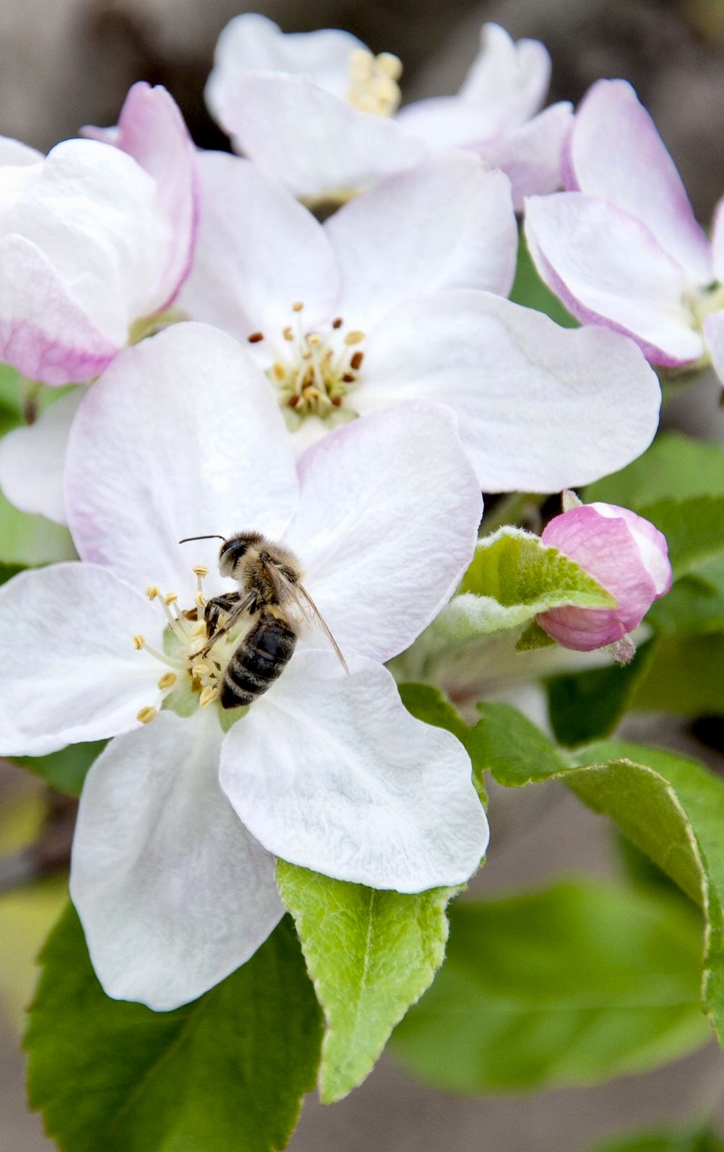 13217562 - close up of bee pollinating apple blossom